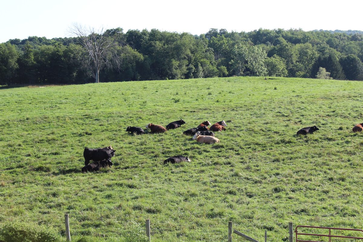 cattle pasture