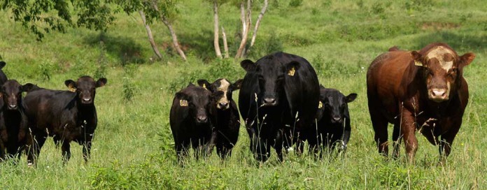 Heifers, calves and a bull in a pasture Heifers, calves and a bull in a pasture