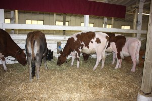 heifers ready for show