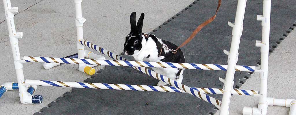 Jefferson County Fair 2015 Rabbit Hopping