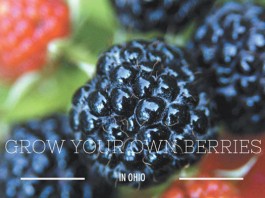 raspberries