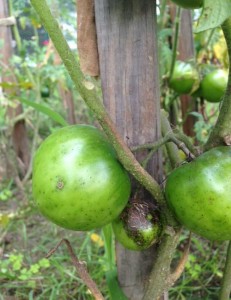 spots on tomatoes