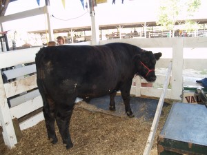 steer
