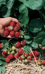 strawberry plant