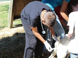 veterinarian