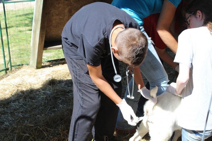 vet.temp veterinarian
