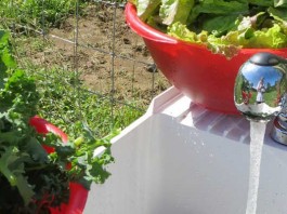 washing leafy greens