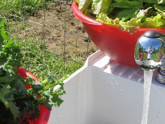 washing leafy greens