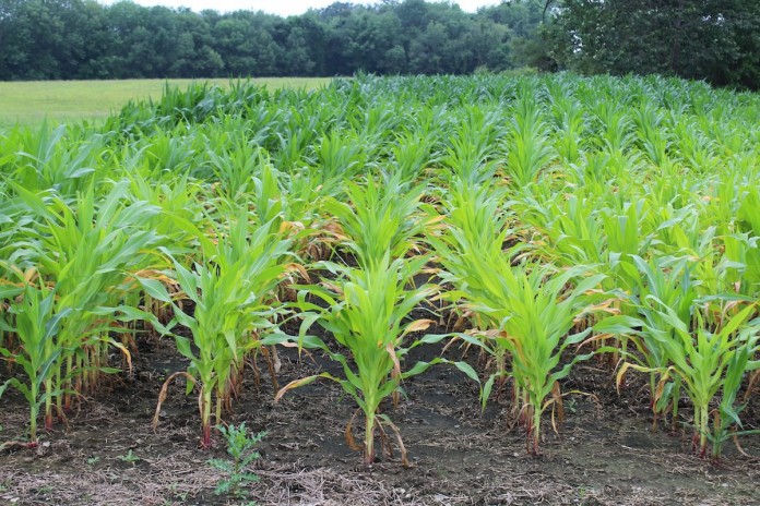 yellow corn corn yellowing
