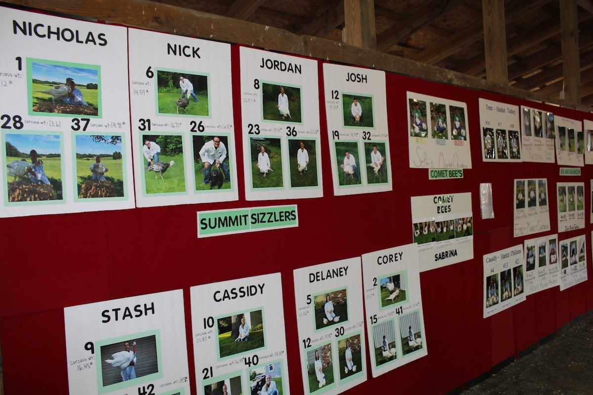 Poultry posters