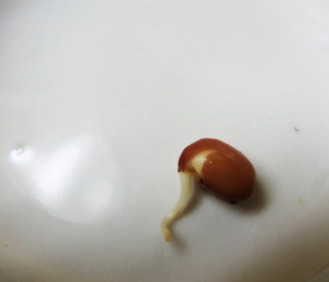 bean germination