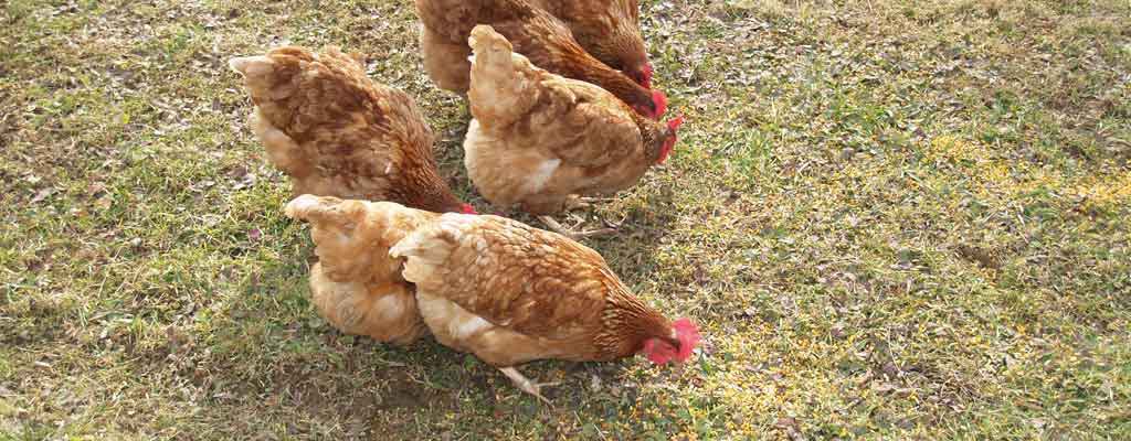 chickens in yard
