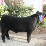 Columbiana County Fair grand champion project steer