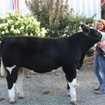 Columbiana County Fair reserve champion project steer