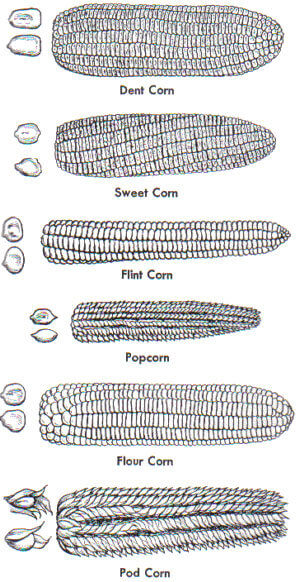 Types of corn