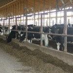 dairy freestall barn