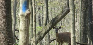 Deer on trail.