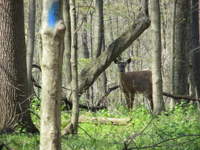 deer Malabar Farm Deer on trail.