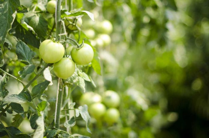 depth-of-field-farm-fresh