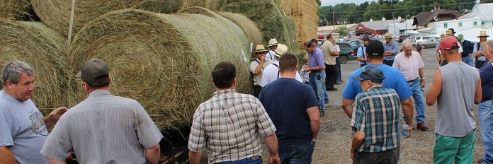 hay sale Hay sale