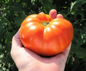 tomato