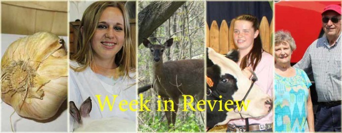 Week in review 8/8 Week in review 8/8