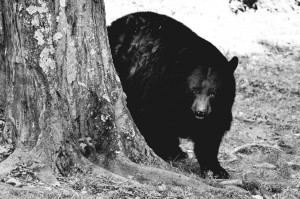 Black bear attack