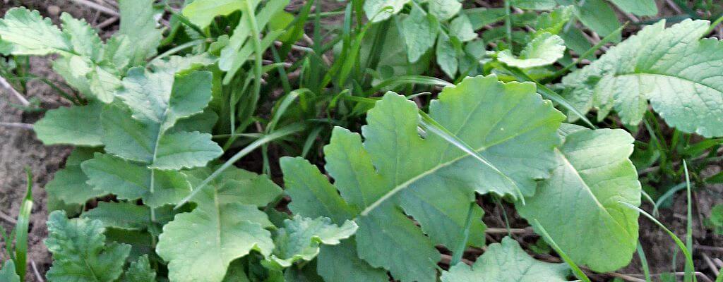 Crop Partnership