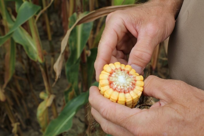Gates corn check corn cob
