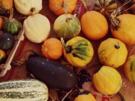 Gourds