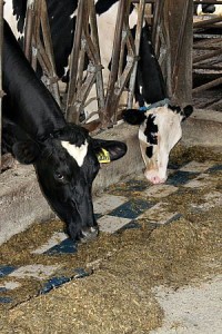 Hartzell2: Meadow Grove Farm