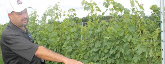 Grape field day Grape field day