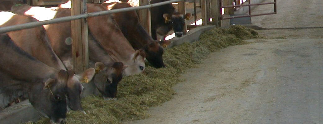 Jersey dairy freestall barn