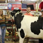 Reserve champion market steer