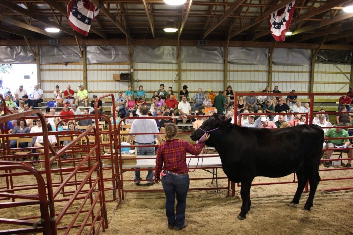 Going once, going twice, sold! Stark County Fair livestock auction