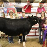 Grand champion dairy market steer