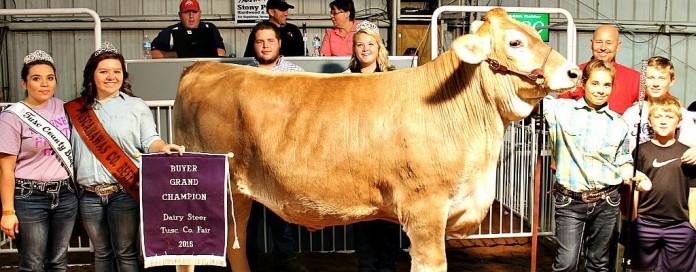 Tusc. Co. Gr. Dairy steer1