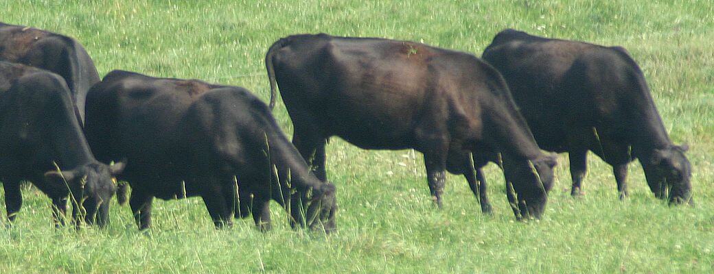 grazing
