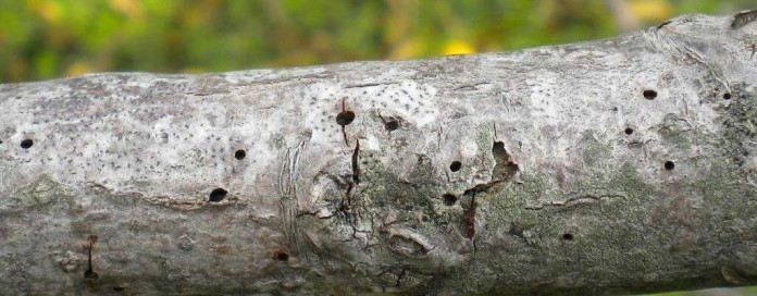 black walnut beetle holes