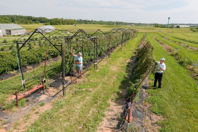 blackberry trellis
