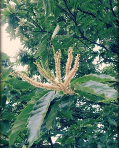 chestnut tree