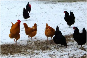chickens in snow