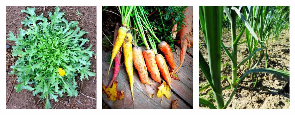 cold hardy crops