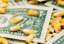 Farm Credit Foundation for Agricultural Advancement offers scholarships corn kernels and dollar bills
