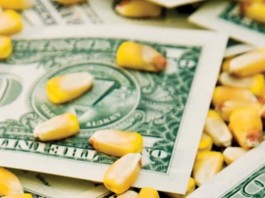 corn kernels and dollar bills