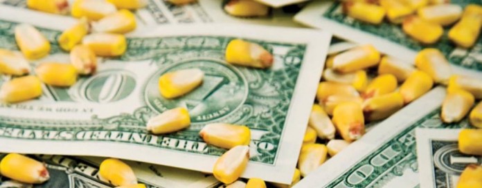 corn and money corn kernels and dollar bills
