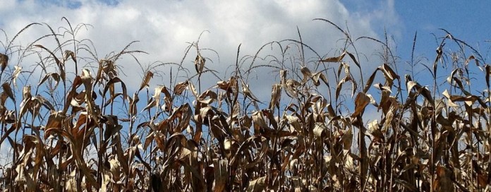 corn in fall