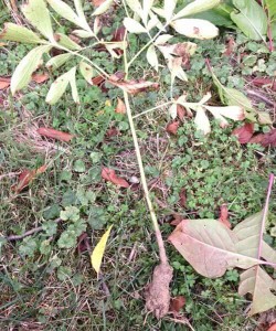 divided peony with rootstock
