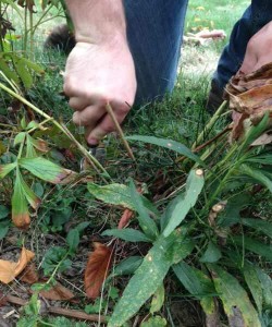 dividing peony with trowel