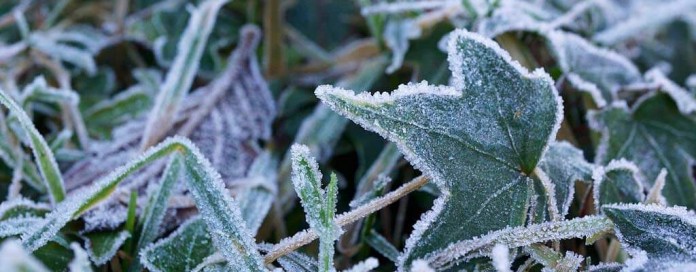 frost on leaves frost on leaves
